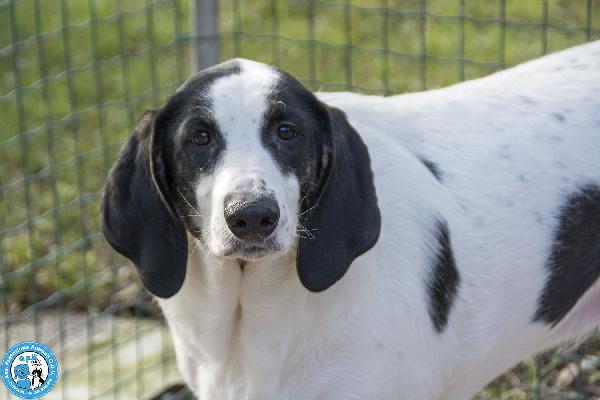 Belle, splendida cagnolona in attesa di una famiglia Foto 2